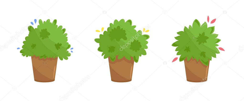 Set of three plants in terracotta clay pots. Domestic kitchen garden on your windowsill. Lush green culinary herbs collection in cartoon style. Vector illustration isolated on white