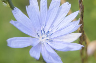 ahşap mavi peygamber çiçeği