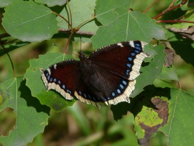 ormanda baharda kelebek