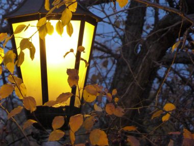 lamba düşünce yeşillik Park