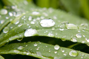 Su damlalı yeşil yapraklar