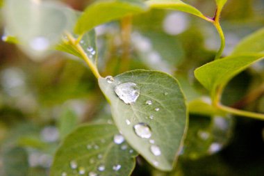 Su damlalı yeşil yapraklar