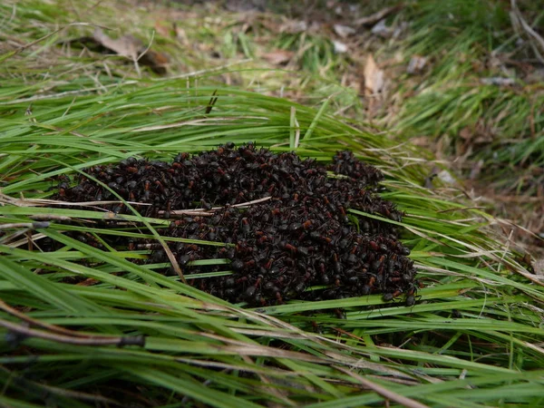 Hormigas Una Hierba Bosque —  Fotos de Stock