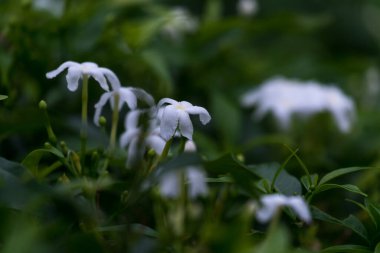 Neredeyse gece, bahçedeki küçük beyaz çiçek