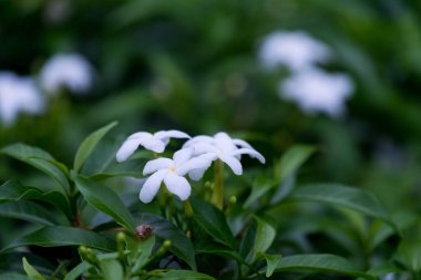 Neredeyse gece, bahçedeki küçük beyaz çiçek