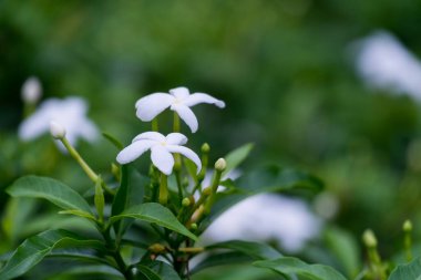 Neredeyse gece, bahçedeki küçük beyaz çiçek