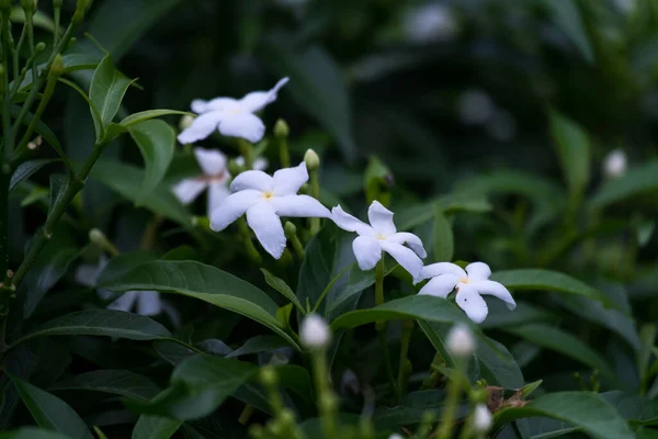 Téměř Noc Malý Bílý Květ Zahradě — Stock fotografie