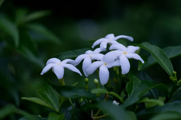 几乎到了晚上 花园里的小白花 — 图库照片