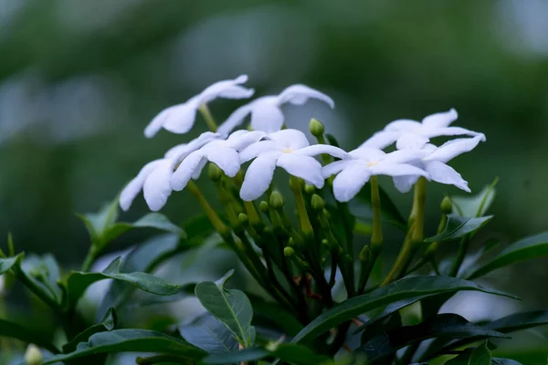 Prawie Noc Mały Biały Kwiat Ogrodzie — Zdjęcie stockowe