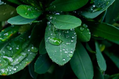 Yağmur ormanlarında yağmur damlaları yeşil yaprakların üzerine düşer.. 