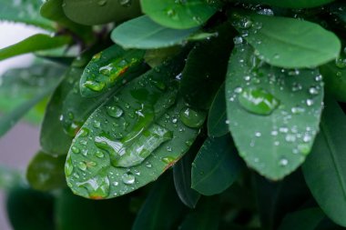 Yağmur ormanlarında yağmur damlaları yeşil yaprakların üzerine düşer.. 