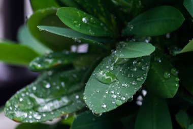 Yağmur ormanlarında yağmur damlaları yeşil yaprakların üzerine düşer.. 