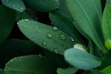Yağmur ormanlarında yağmur damlaları yeşil yaprakların üzerine düşer.. 