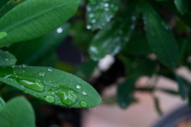 Yağmur ormanlarında yağmur damlaları yeşil yaprakların üzerine düşer.. 
