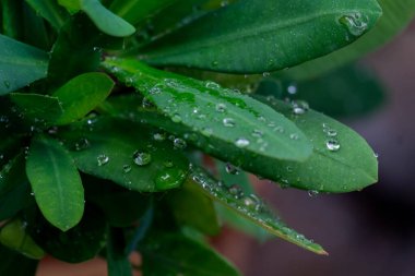 Yağmur ormanlarında yağmur damlaları yeşil yaprakların üzerine düşer.. 