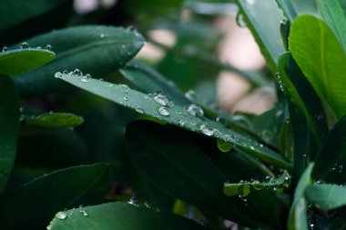 Yağmur ormanlarında yağmur damlaları yeşil yaprakların üzerine düşer.. 