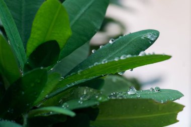 Yağmur ormanlarında yağmur damlaları yeşil yaprakların üzerine düşer.. 