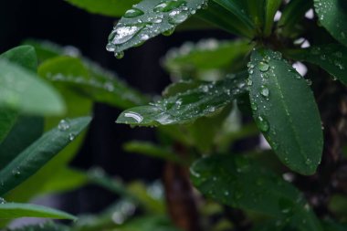 Yağmur ormanlarında yağmur damlaları yeşil yaprakların üzerine düşer.. 