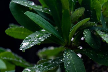 Yağmur ormanlarında yağmur damlaları yeşil yaprakların üzerine düşer.. 