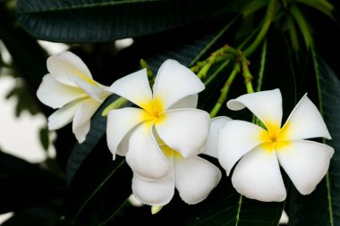 Çiçeğin adı Frangipani ya da Plumeria ya da Tapınak Ağacı ya da Mezarlık Ağacı. Tropik ormanda bir sürü beyaz çiçek var..
