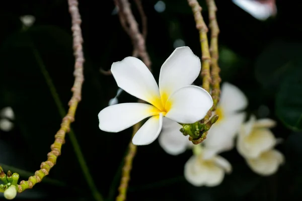 Çiçeğin Adı Frangipani Plumeria Tapınak Ağacı Mezarlık Ağacı Tropik Ormanda — Stok fotoğraf