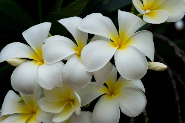 Flor Chama Frangipani Plumeria Árvore Templo Árvore Cemitério Monte Flores — Fotografia de Stock