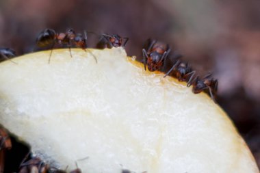 anthill kırmızı karınca aile