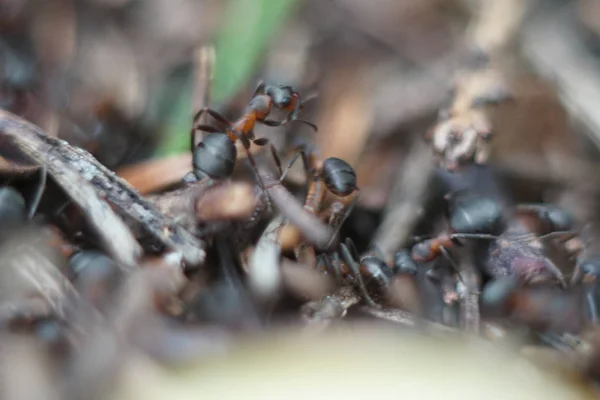 Famille Fourmis Rouges Dans Fourmilière — Photo