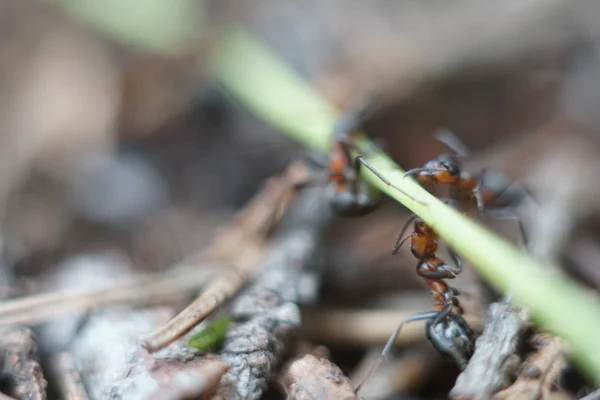 Κόκκινη Οικογένεια Μυρμηγκιών Μυρμηγκοφωλιά — Φωτογραφία Αρχείου