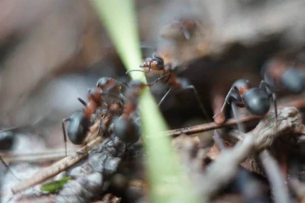 Κόκκινη Οικογένεια Μυρμηγκιών Μυρμηγκοφωλιά — Φωτογραφία Αρχείου