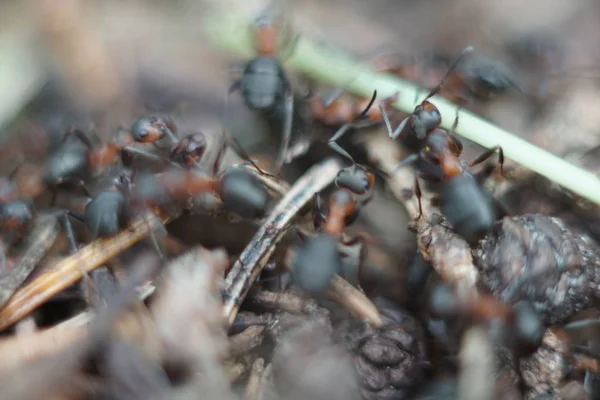 Red Ant Family Anthill — Stock Photo, Image