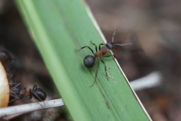 Red Ant Family Anthill — Stock Photo, Image