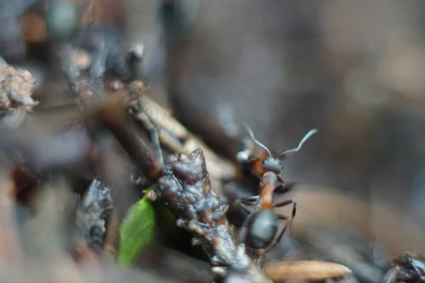 Red Ant Family Anthill — Stock Photo, Image