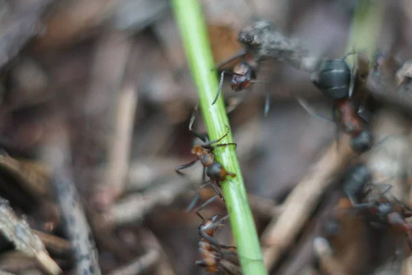 Red Ant Family Anthill — Stock Photo, Image