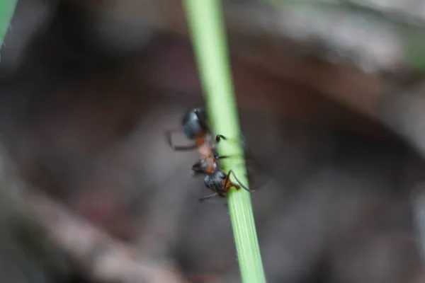 Red Ant Rodziny Mrowisko — Zdjęcie stockowe