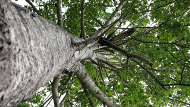 bir ağacın yeşil taç görünümü