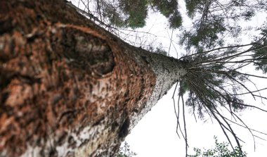 bir ağacın yeşil taç görünümü