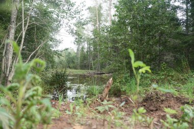 yaz, nehir tarafından yeşil doğa
