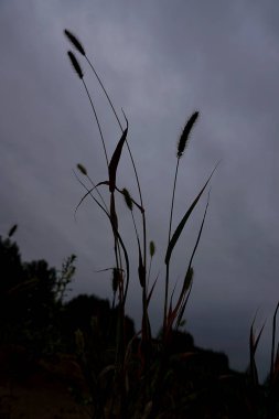 yaz, nehir tarafından yeşil doğa