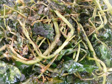 plaka üzerinde kızarmış ıspanak