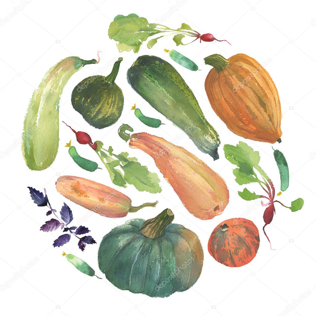 Watercolor vegetable circle with a natural illustration of veggies for design sign, agribusiness logo, organic food banner, healthy brand labels. Freshness watercolor painting pumpkin, squash, radish, green cucumbers, basil.