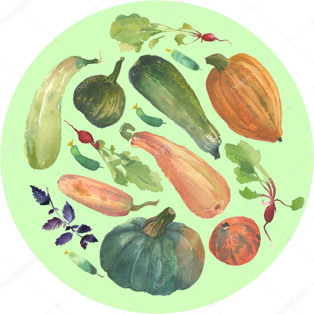 Watercolor vegetable circle with a natural illustration of veggies for design sign, agribusiness logo, organic food banner, healthy brand labels. Freshness watercolor painting pumpkin, squash, radish, green cucumbers, basil.