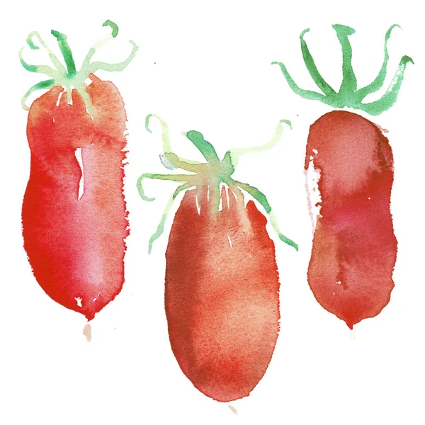 Tomate Acuarela Ilustración Artística Para Diseño Alimentos Orgánicos Diseño Etiquetas —  Fotos de Stock