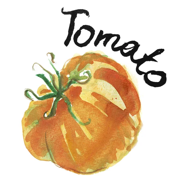 Tomate Acuarela Ilustración Artística Para Diseño Alimentos Orgánicos Diseño Etiquetas —  Fotos de Stock