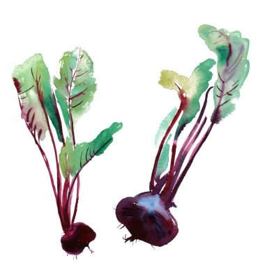 Pancar yaprakları ile banner pancar, taze pancar izole, set ile pancar, gıda maddeleri, sebze, pazı yaprakları, beyaz zemin üzerine suluboya resim.