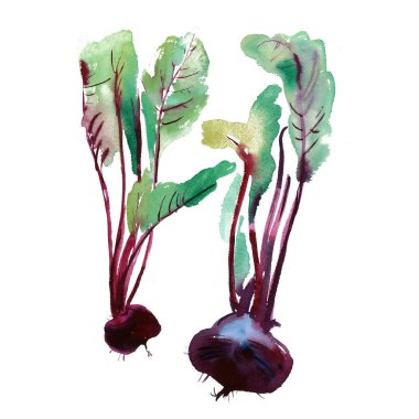 Pancar yaprakları ile banner pancar, taze pancar izole, set ile pancar, gıda maddeleri, sebze, pazı yaprakları, beyaz zemin üzerine suluboya resim.