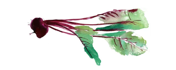 ビーツの葉 ビート 分離された新鮮なビート セット バナー ビート フダンソウの葉 白い背景の水彩画のイラスト — ストック写真