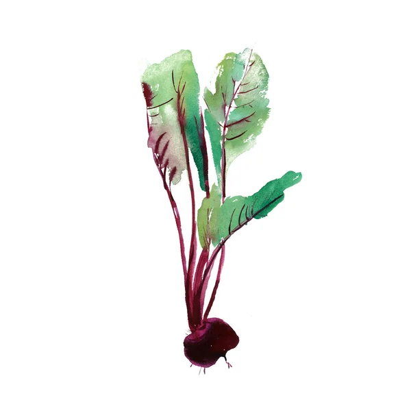 Beetroot Leaves Banner Beetroot Fresh Beet Isolated Set Beets Food — Stock Photo, Image