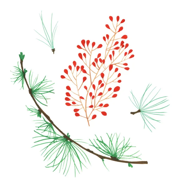 Tannenzapfen Mas Zweig Mit Roten Beeren Isoliert Tanne Auf Weißem — Stockfoto