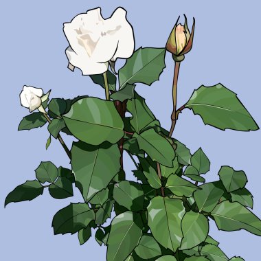 Boyalı gri arka plan üzerinde üç gül buketi